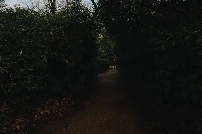 People walking down dark naturally grown park alley
