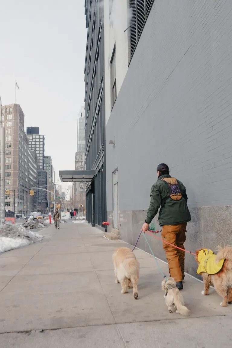 Man dog walking down Manhattan