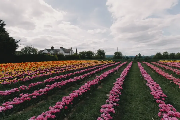 Landscape of tulip farm at Scott's of Southend