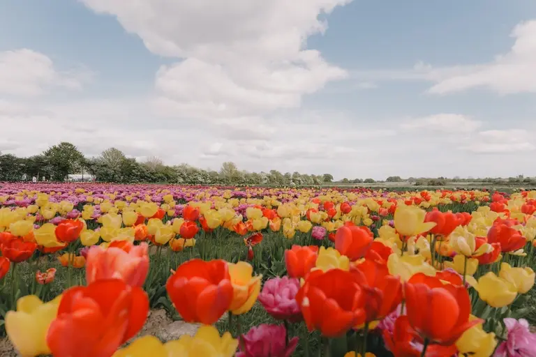 Wide horizon angle of tulips at Scott's of Southend
