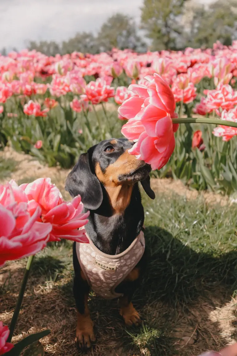 Olive smelling tulips at Scott's of Southend