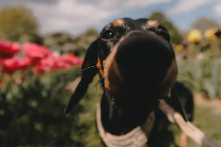 Olive's nose in the tulip fields at Scott's of Southend