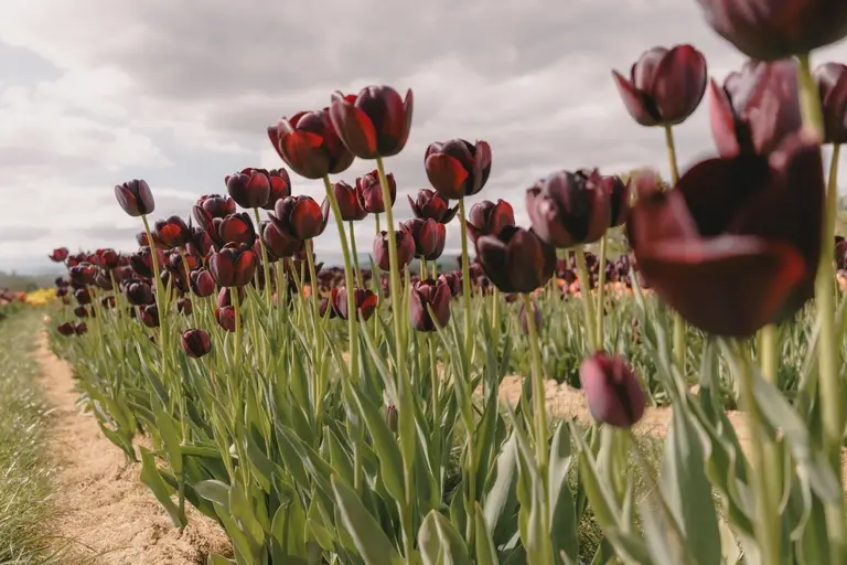 Dark coloured tulips at Scott's of Southend