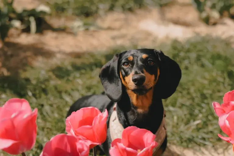 Olive in the tulip fields at Scott's of Southend