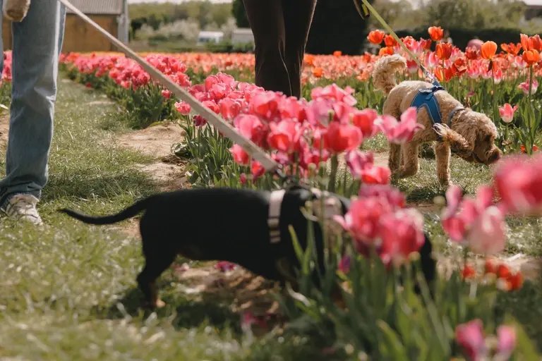 Dog sniffing in the tulip field at Scott's of Southend