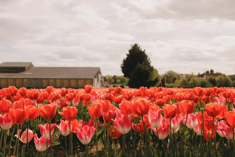 Red tulips at Scott's of Southend