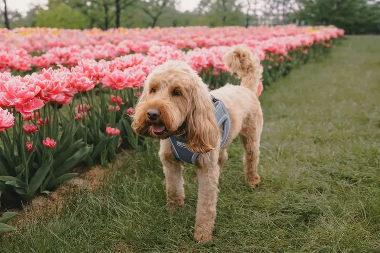 Cooper walking through the tulip fields at Scott's of Southend