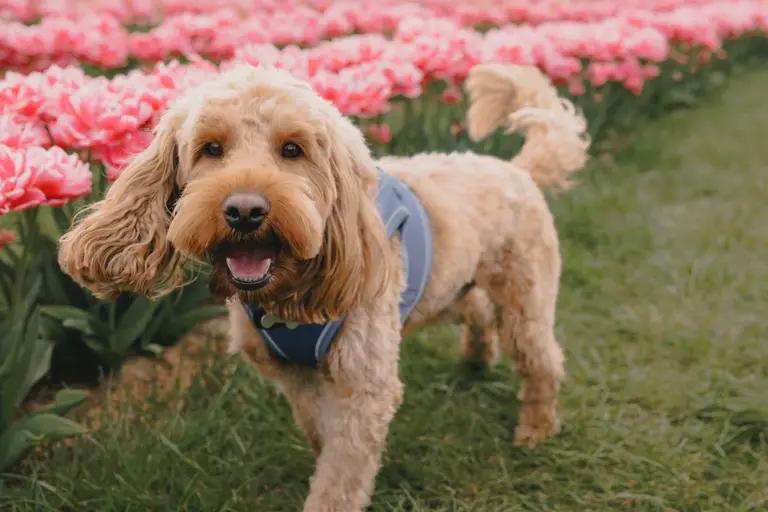Cooper walking through the tulip fields at Scott's of Southend