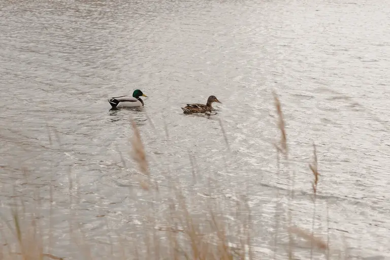 Two ducks navigating lake on the coast