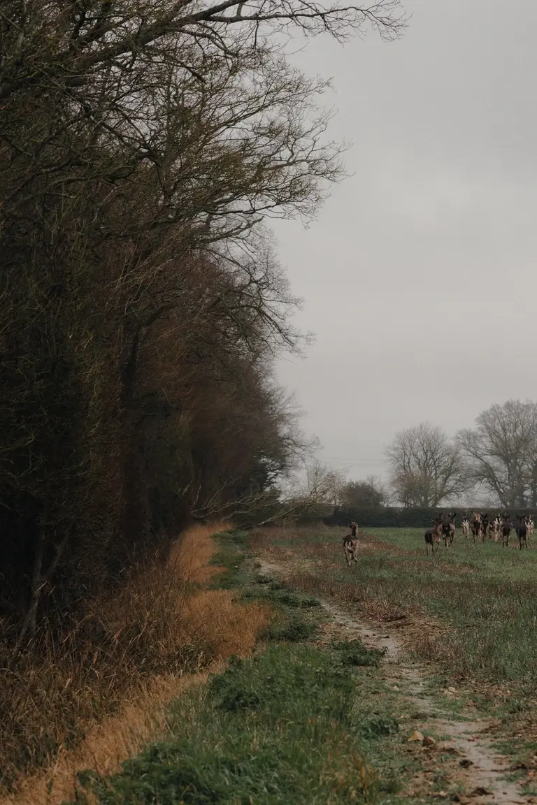 Deer running in Essex woodland