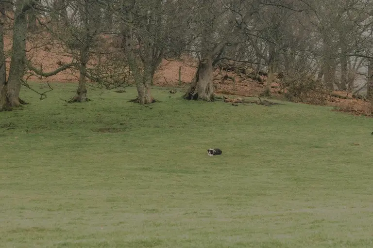 Border Collie resting in park