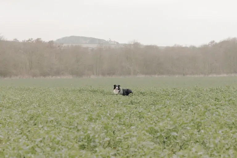 Border Collie in Norfolk field