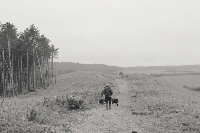 Man walking with dogs down woodland path