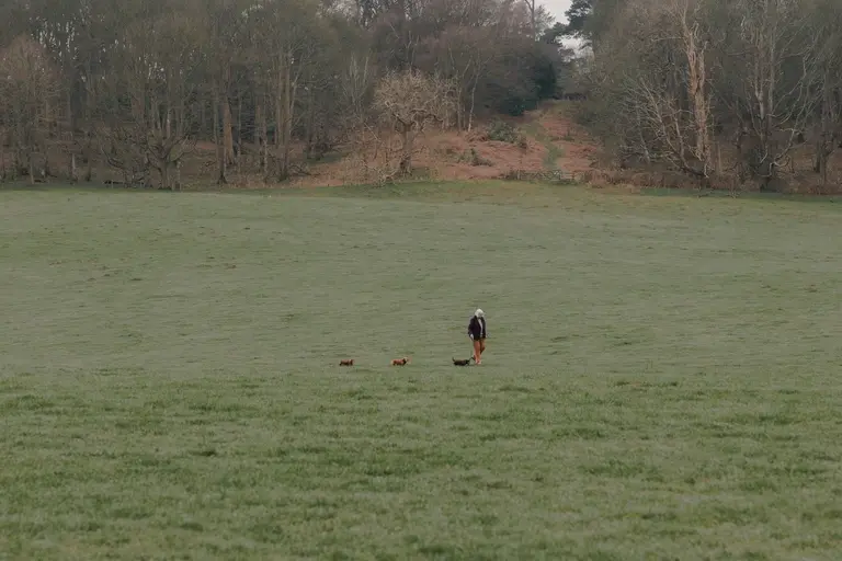 Three Dachshunds following their leader through woodland field