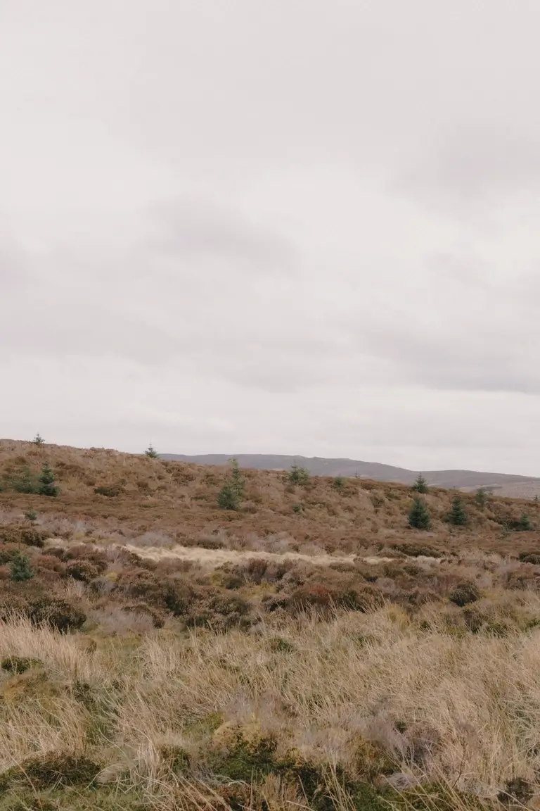 Christmas Trees in Snowdonia