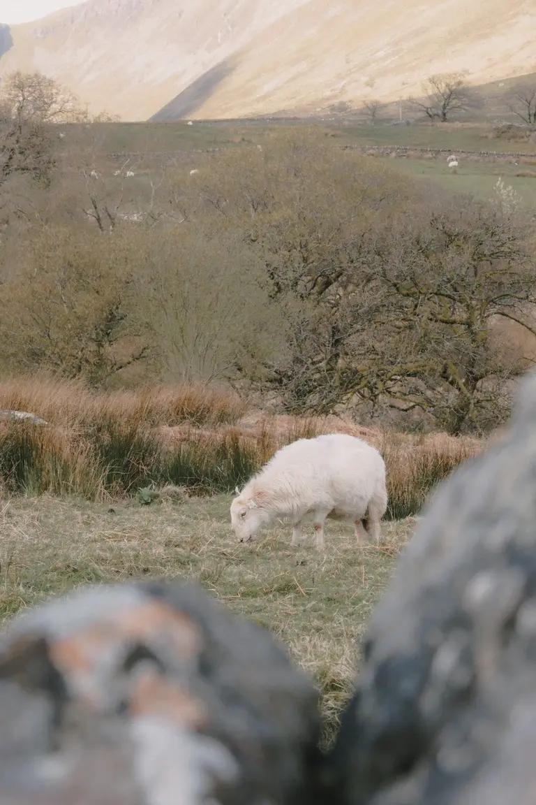 Sheep in Snowdonia