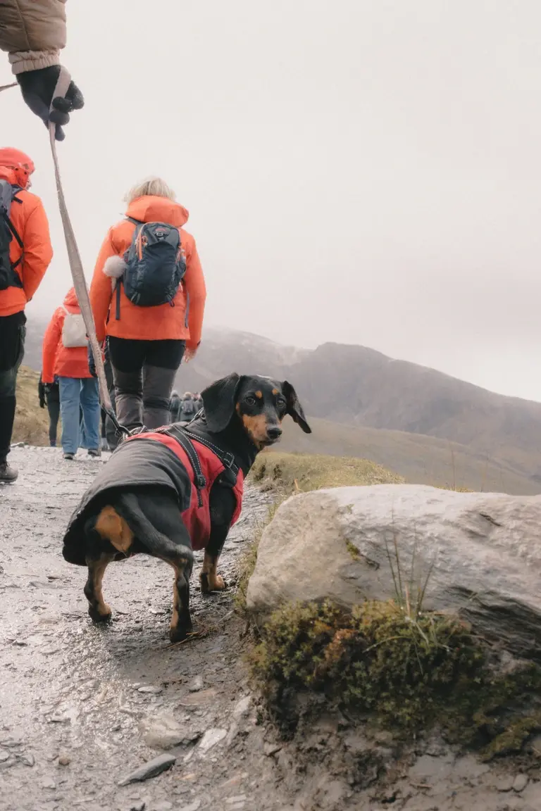 Olive climbing snowdon