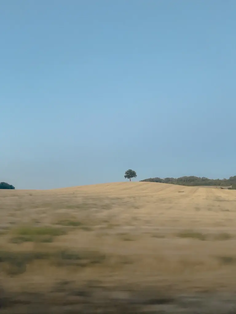 One tree amonst sun blazen fields in southern France