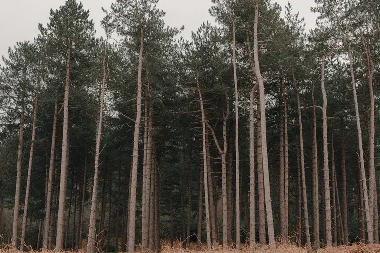 Sheringham Park woodland