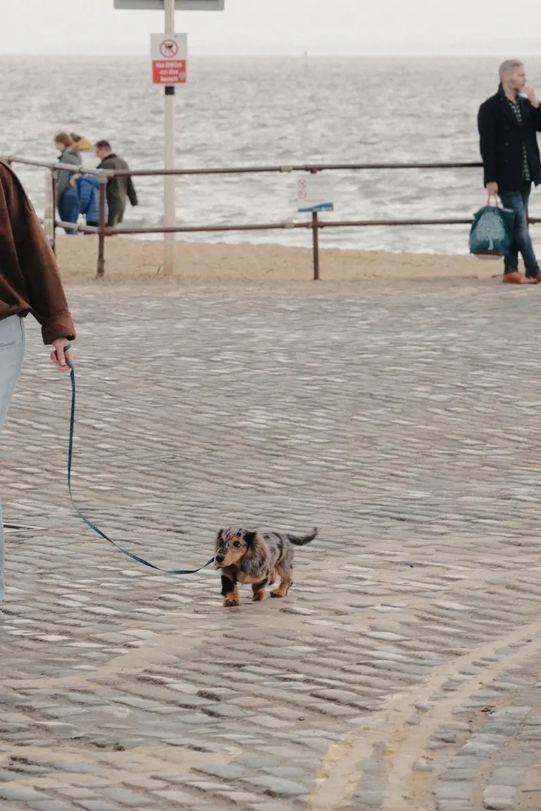 Dachsund walking in Old Leigh