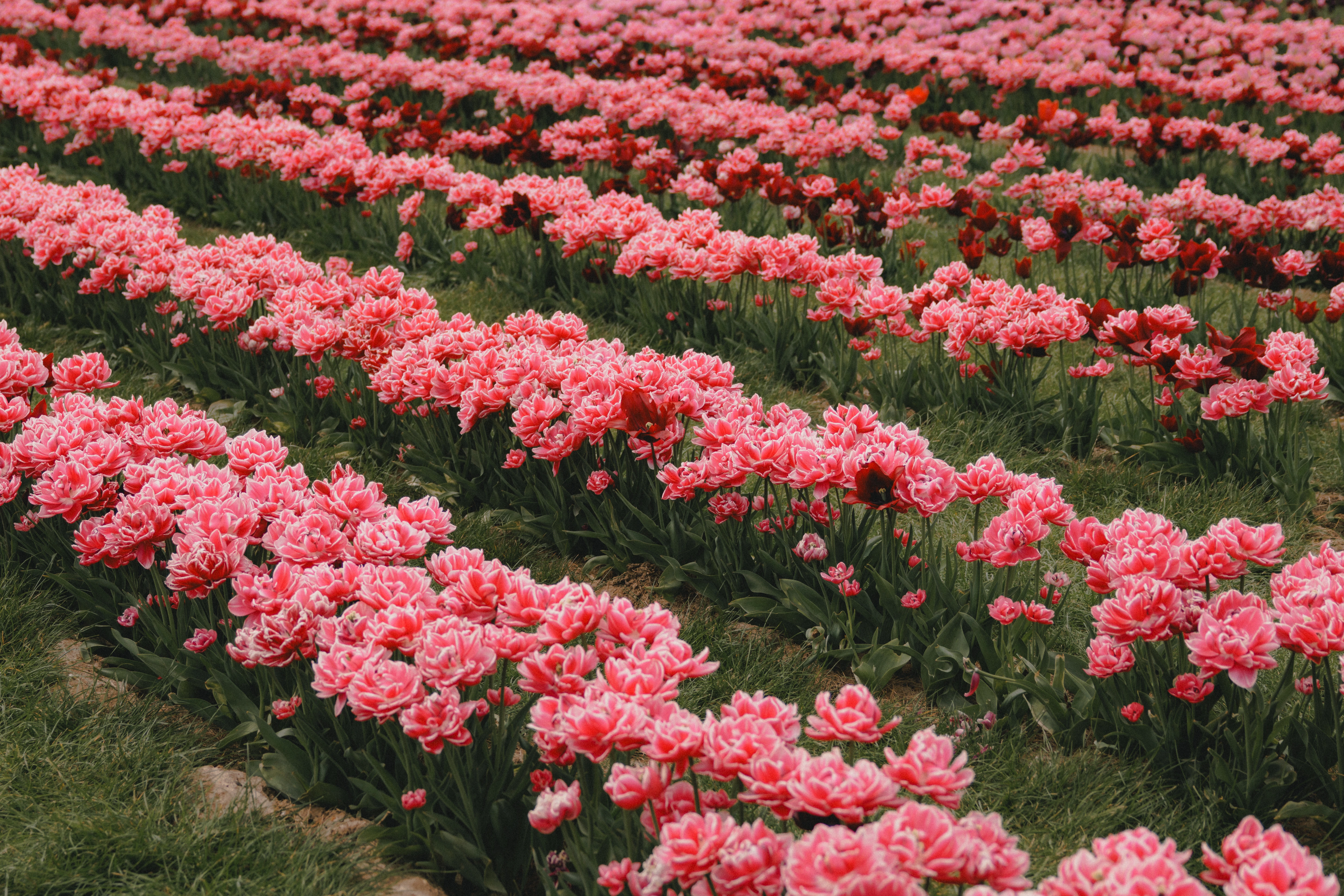 Rows of pink and red tulips at Scott's of Southend