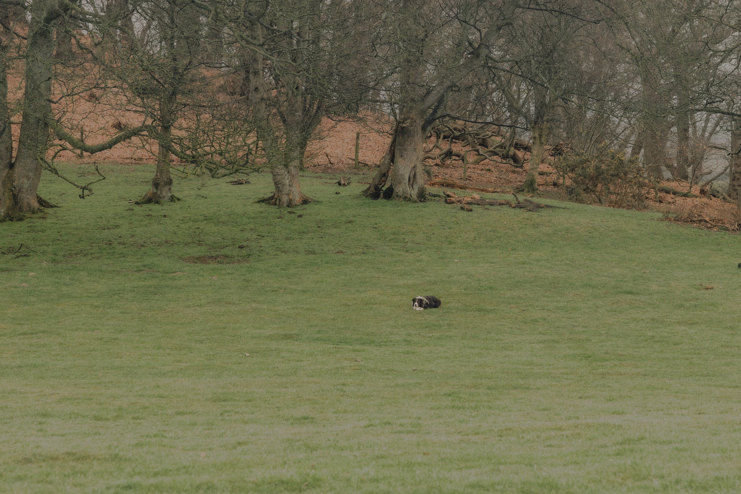 Border Collie resting in park