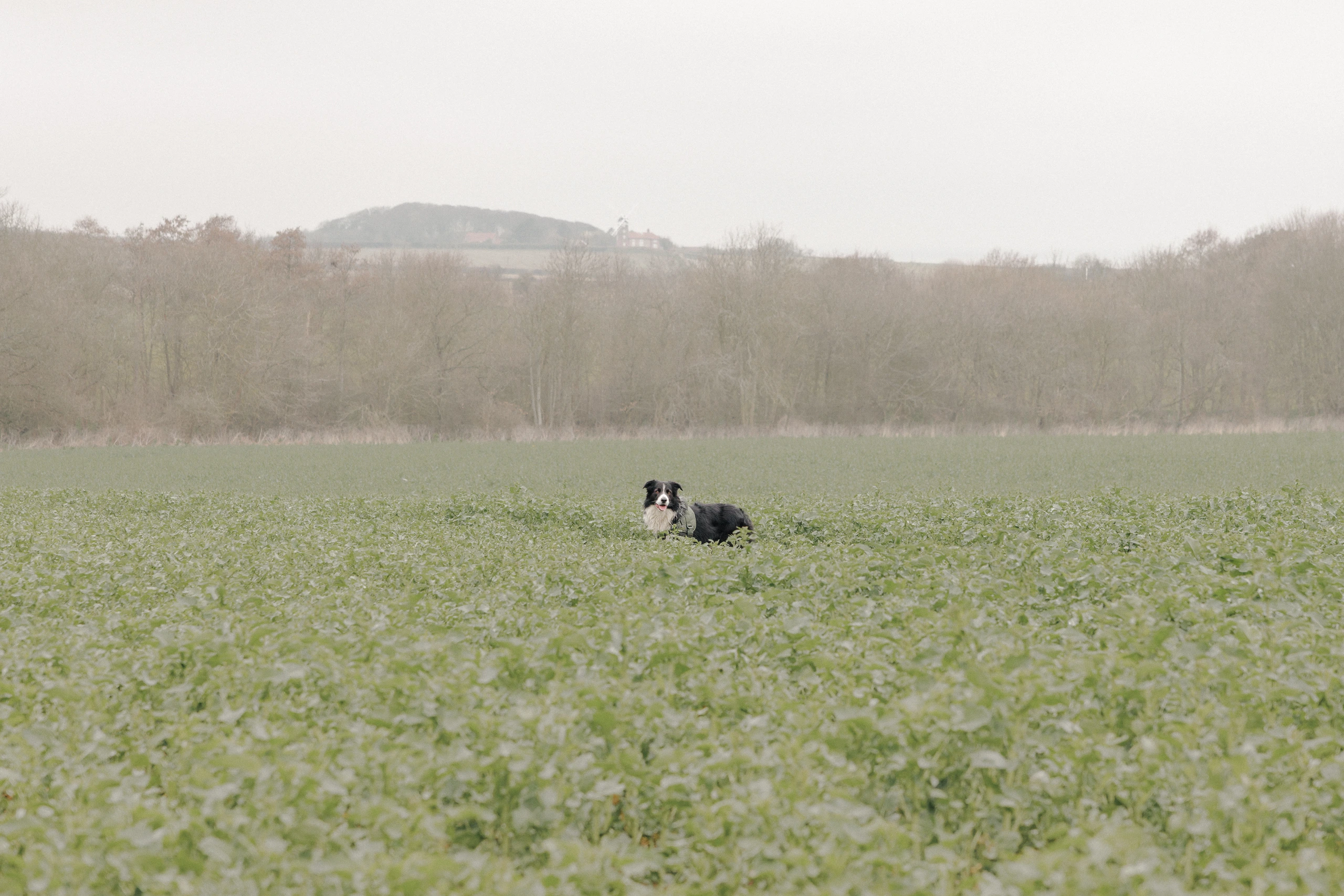 Border Collie in Norfolk field
