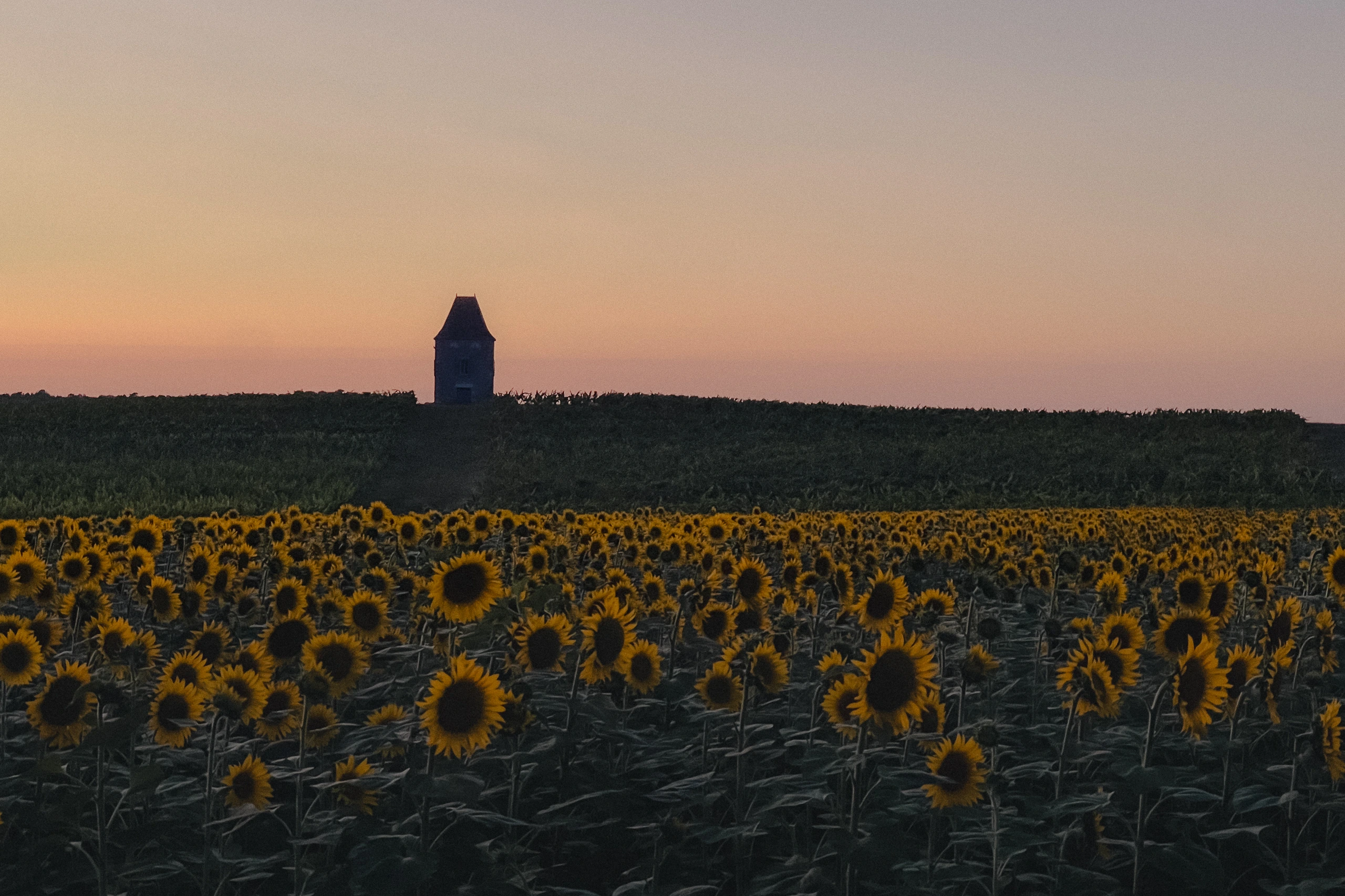 Sunflowers in Lot-et-Garonne