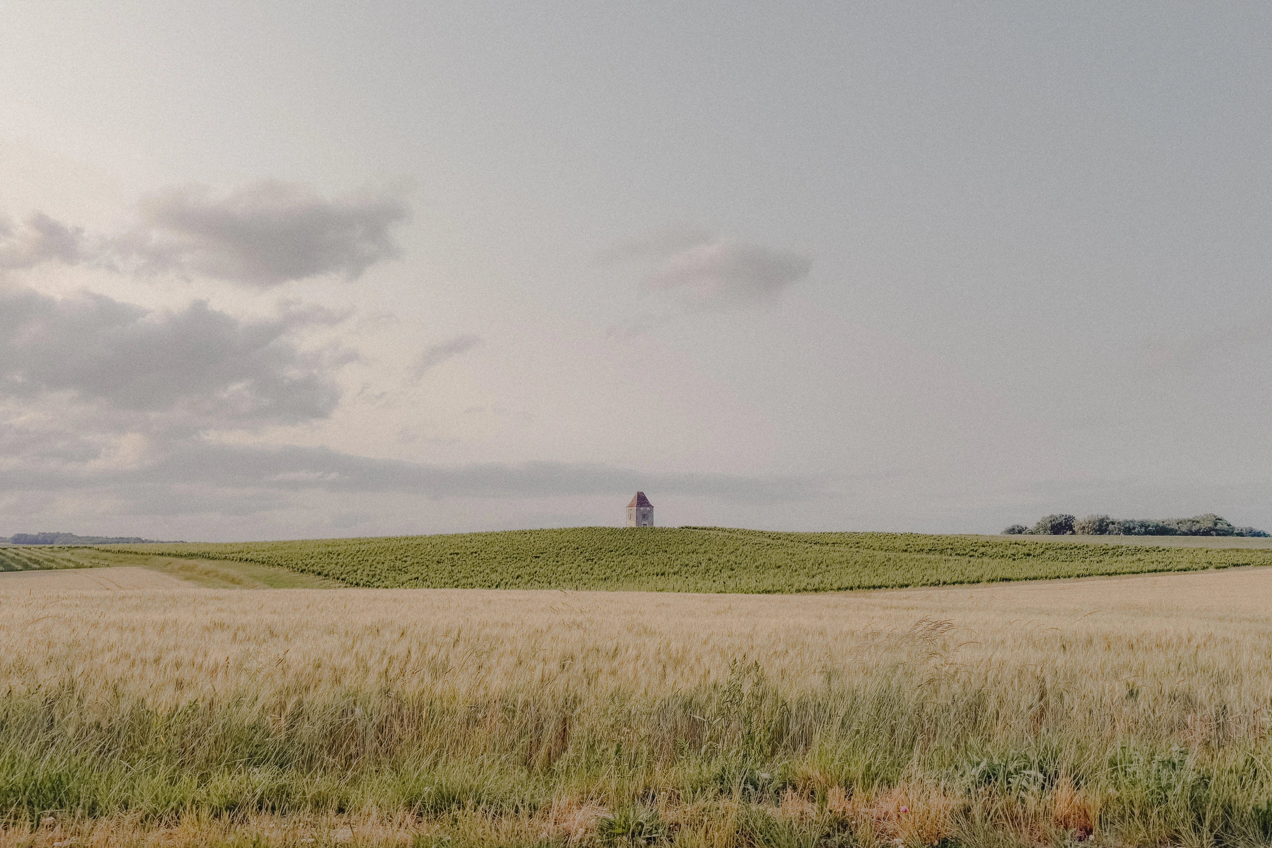 Vineyard behind field in Lot-et-garonne